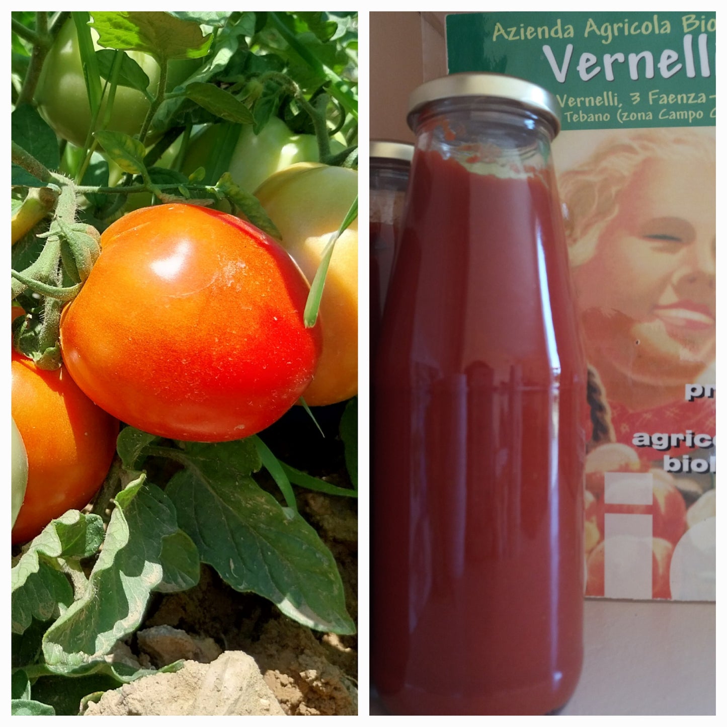 POMODORI BIO da salsa Kg 7 - € 19,90 spedizione compresa