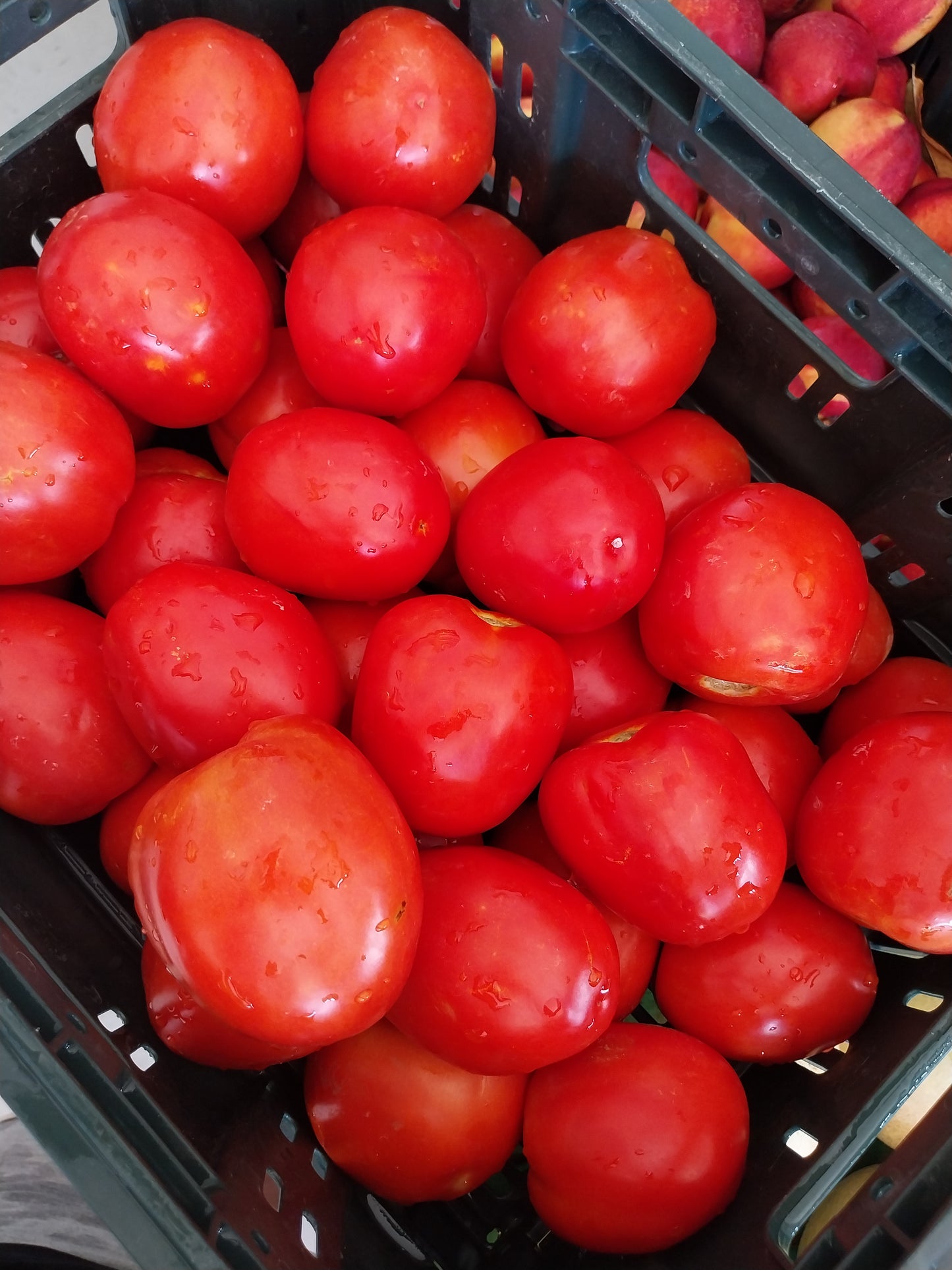 POMODORI BIO da salsa Kg 7 - € 19,90 spedizione compresa