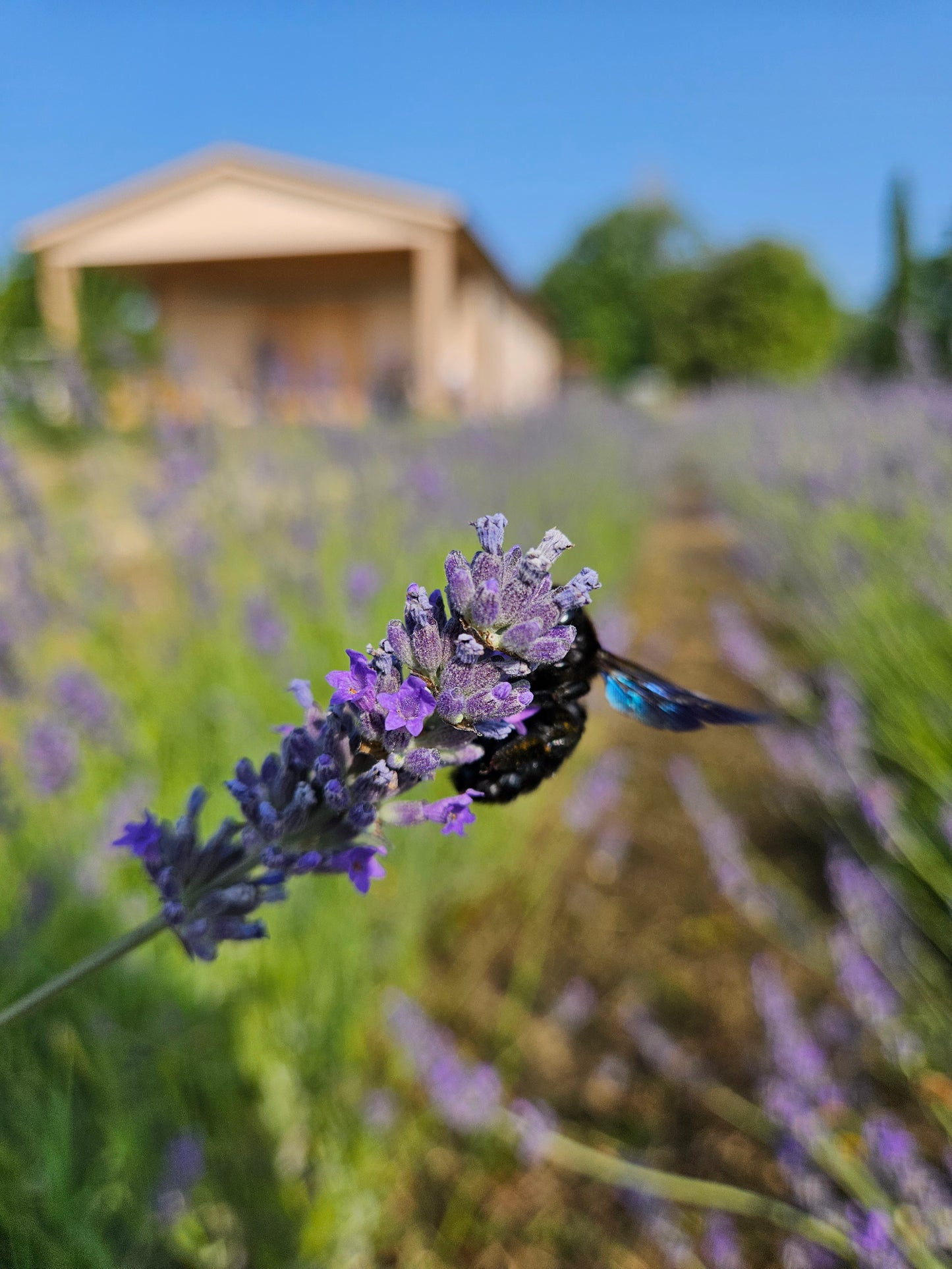 IDROLATO LAVANDA VERA - Acqua aromatica 100% - 50 ml - € 9,95 spedizione gratuita