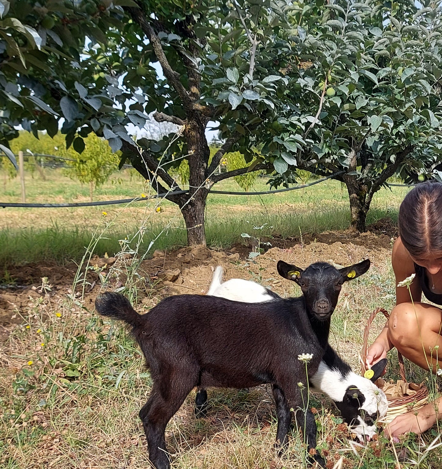 IO CONTADINO e PASTORELLO con MERENDA FATTORIA