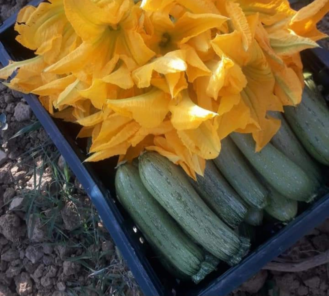 Scatola mista pomodori ciliegini e zucchine bio - € 30,00 spedizione gratuita