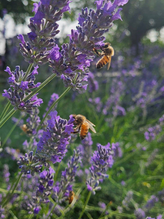 IDROLATO LAVANDA VERA - Acqua aromatica 100% - 50 ml - € 9,95 spedizione gratuita