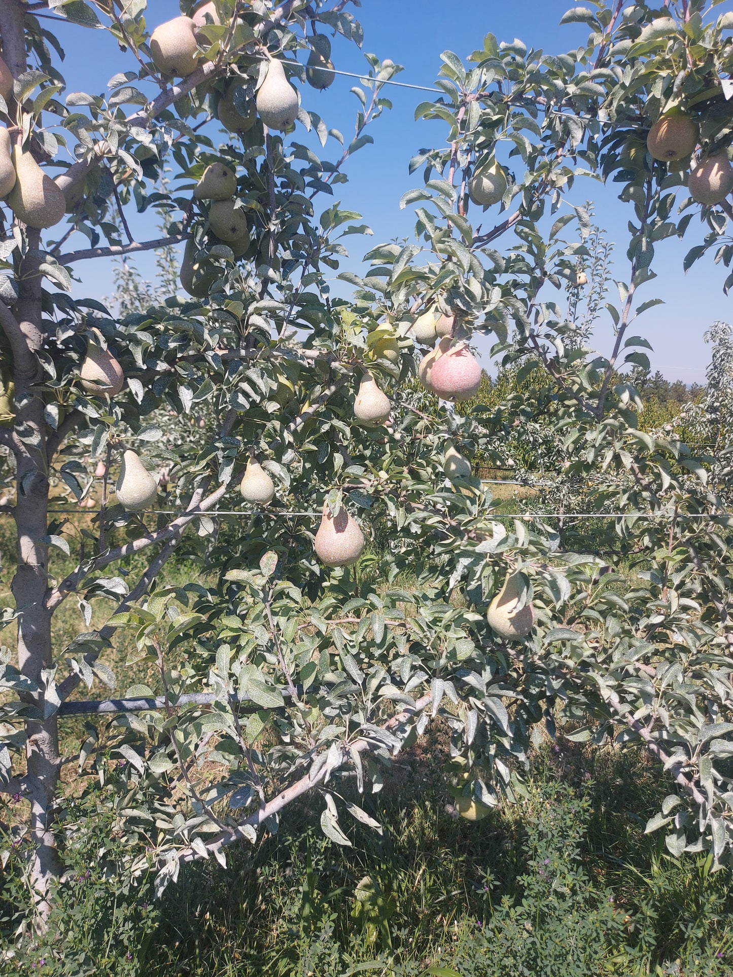 Pere William biologiche Kg 8 - € 34,90 spedizione gratuita