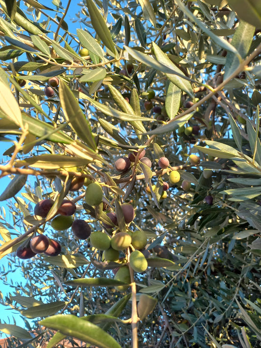 Olio extra vergine di oliva biologico - 2 bottiglie da 500 ml - € 24,00 spedizione gratuita