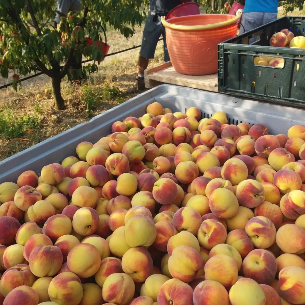 Scatola mista mele gala e pesche gialle settembrine biologiche - Kg 8 € 34,90 spedizione gratuita