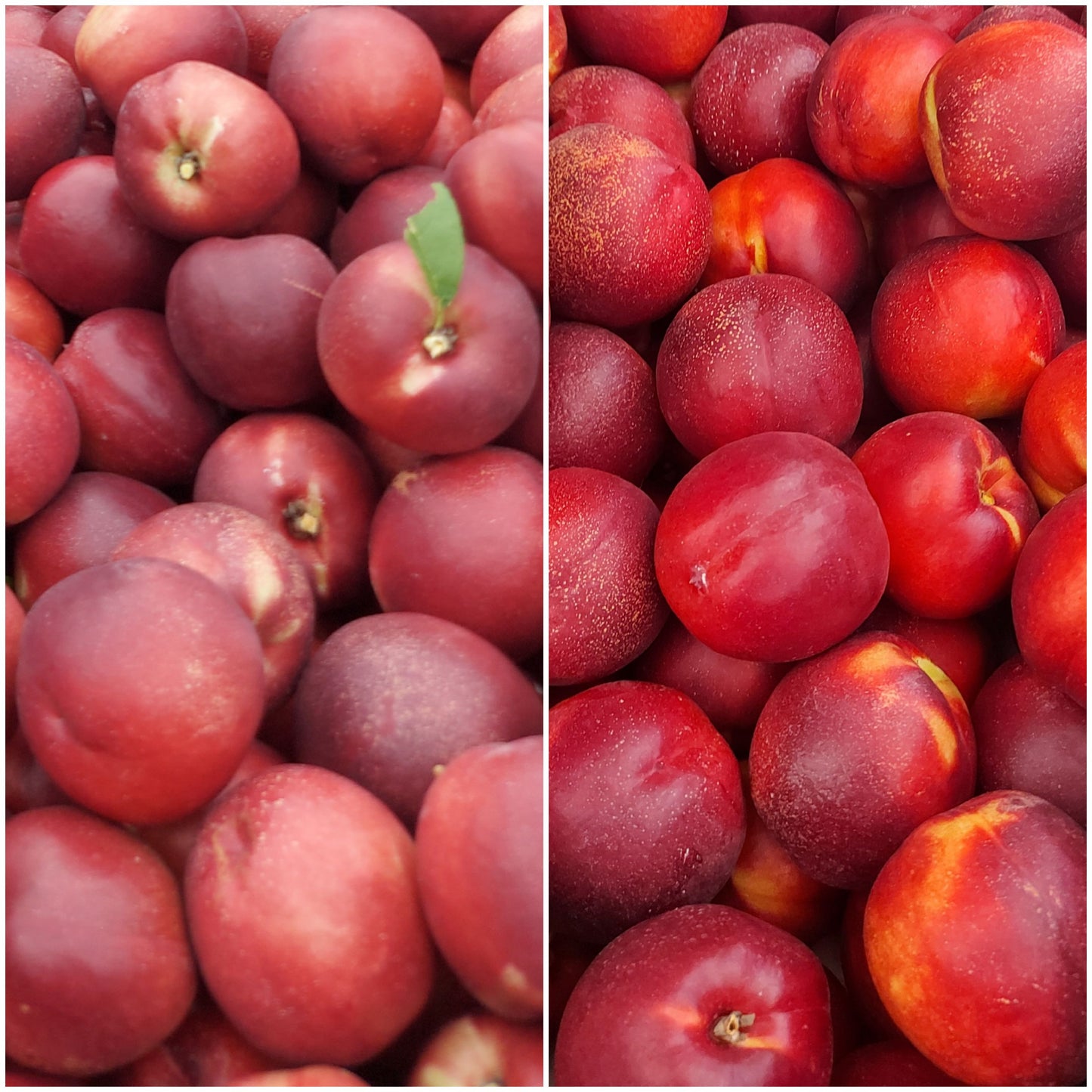 Scatola mista - Nettarine bianche e gialle Bio Kg 8 - € 34,90 spedizione gratuita