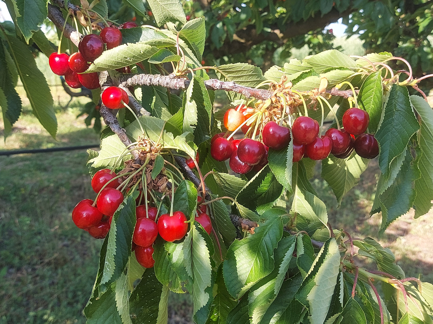 FRUTTA #BIOVERNELLI- BIOLOGICA CERTIFICATA