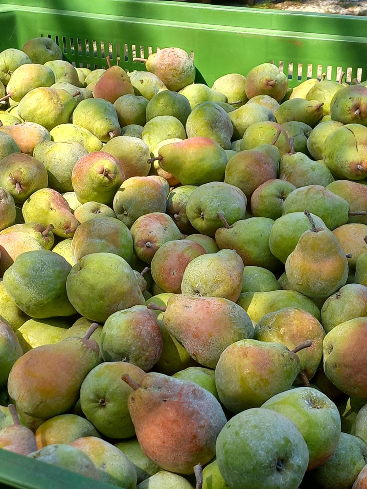 Succo di frutta - Pera da bere - 8 bottiglie da 200 ml € 20 spedizione gratuita