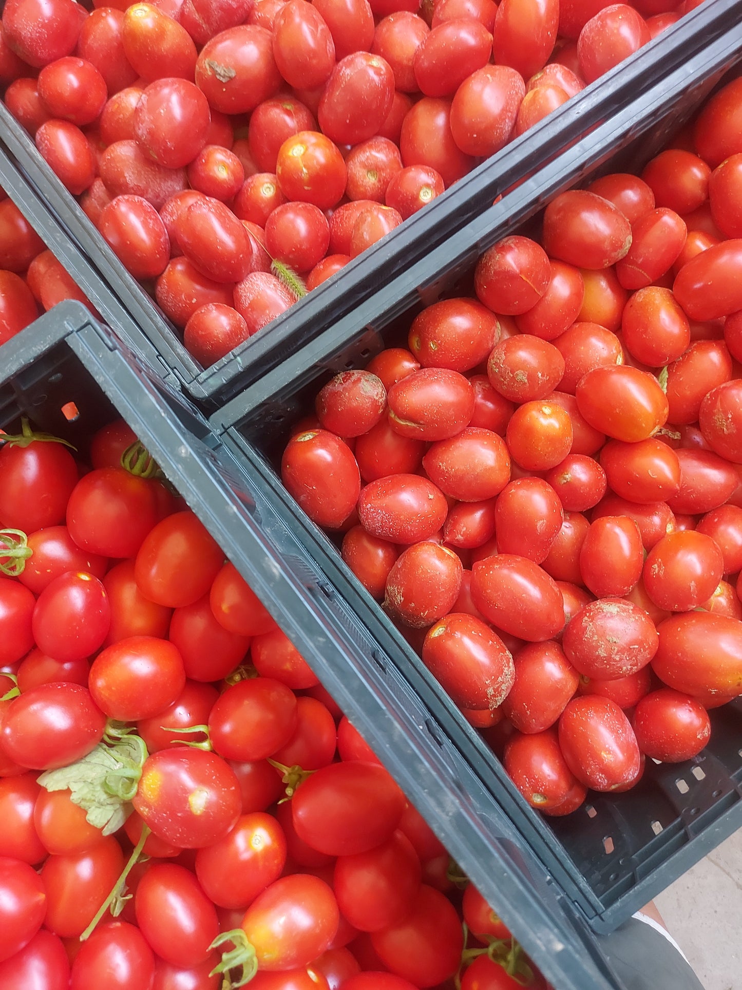 Pomodori ciliegini biologici Kg 2 - € 15,00 spedizione gratuita